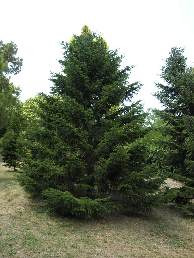 Nordmann fir